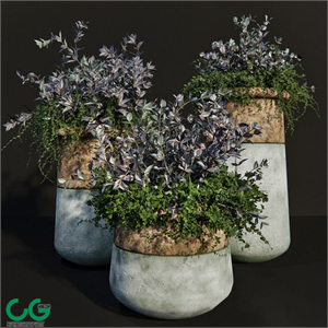 Persian_shield_plant